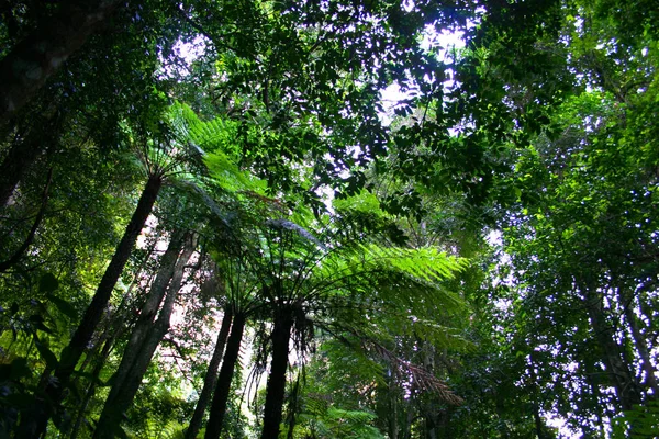 Blue Mountain, Nsw, Australia —  Fotos de Stock