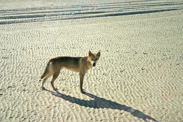 Dingo na ostrově Frase, Austrálie — Stock fotografie