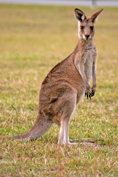 Ein Känguru ist ein Beuteltier aus der Familie der Makropodidae — Stockfoto