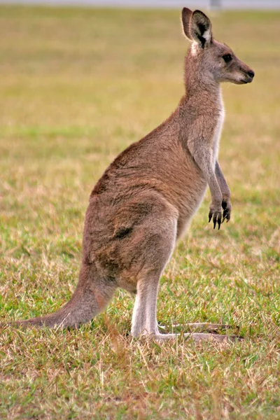 Een kangoeroe is een buideldier uit de familie kangoeroes — Stockfoto