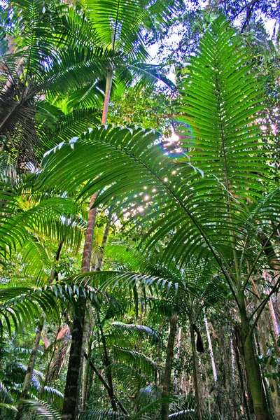 Eli Creek, Faser Island, Austrália — Fotografia de Stock