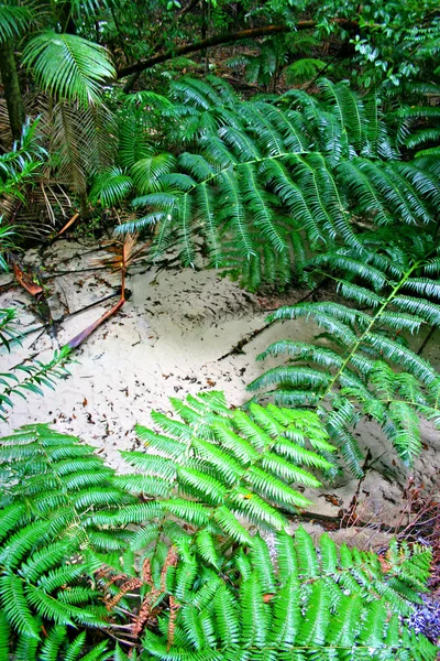 Eli Creek, Faser Island, Austrália — Fotografia de Stock