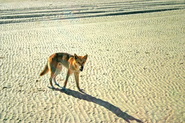 Dingoes on Frase Island, Australia — Stock Photo, Image