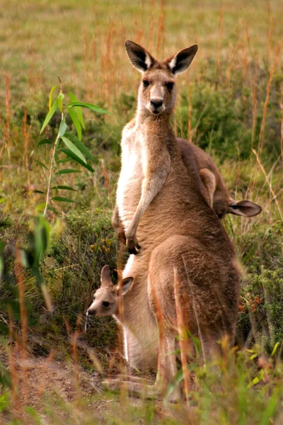 Canguru é uma espécie de marsupial da família Macropodidae. — Fotografia de Stock