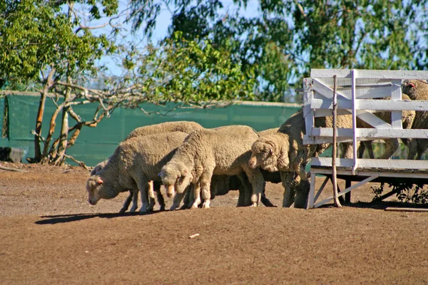 Zdjęcie grupy owiec — Zdjęcie stockowe