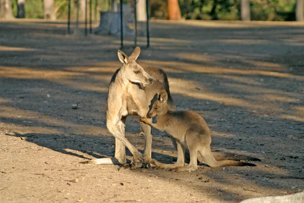 En känguru är ett pungdjur från familj Macropodidae — Stockfoto