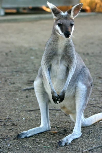Kenguru on makropodidae-suvun marsupiaali — kuvapankkivalokuva