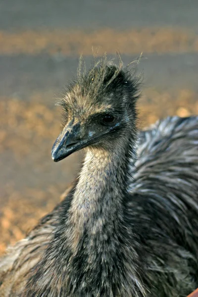 O Emu, Dromaius novaehollandiae, é a maior ave nativa da Austrália — Fotografia de Stock