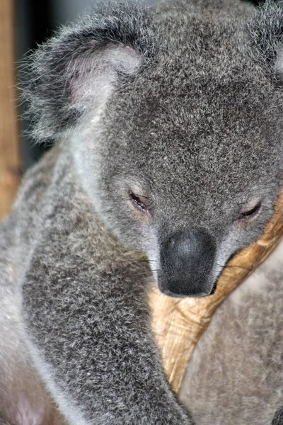 Archivbild des Koalabären — Stockfoto