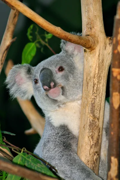 Stock afbeelding van Koala Bear — Stockfoto