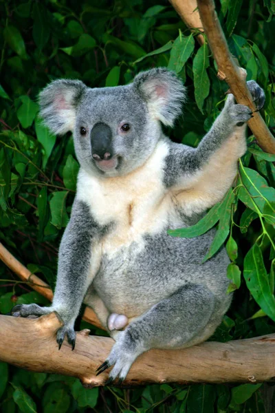 Изображение на складе Koala Bear — стоковое фото