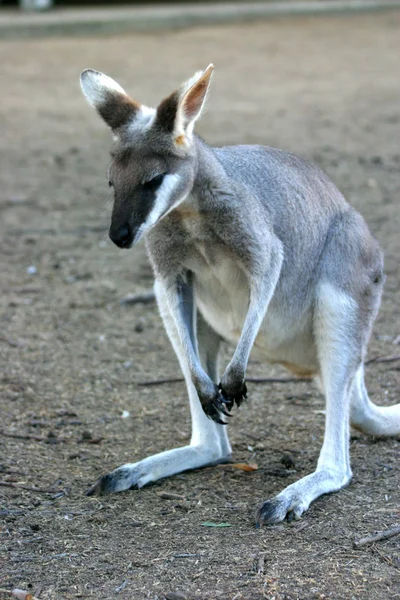 En känguru är ett pungdjur från familj Macropodidae — Stockfoto