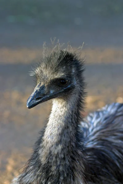 Emu, Dromaius novaehollandiae, je největší pták, Austrálie — Stock fotografie