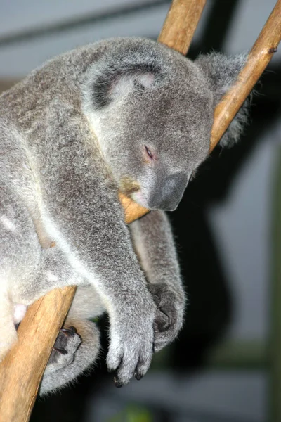 Stock afbeelding van Koala Bear — Stockfoto