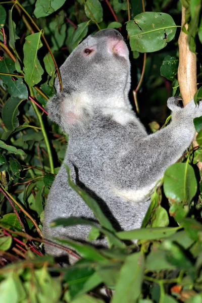 Stockbild av Koala Bear — Stockfoto
