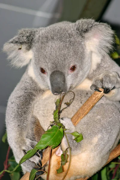 Stock képe koala medve — Stock Fotó