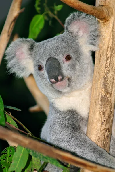 Stock képe koala medve — Stock Fotó