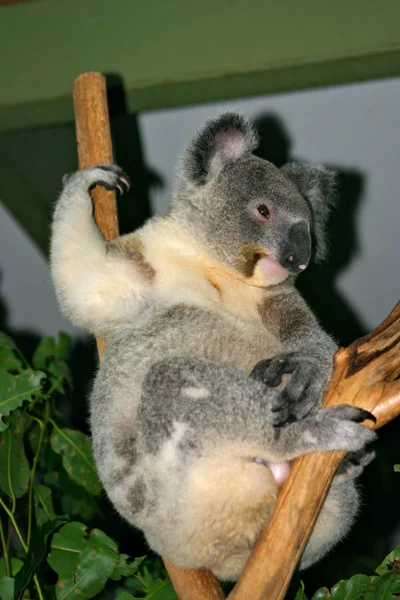 Stock képe koala medve — Stock Fotó
