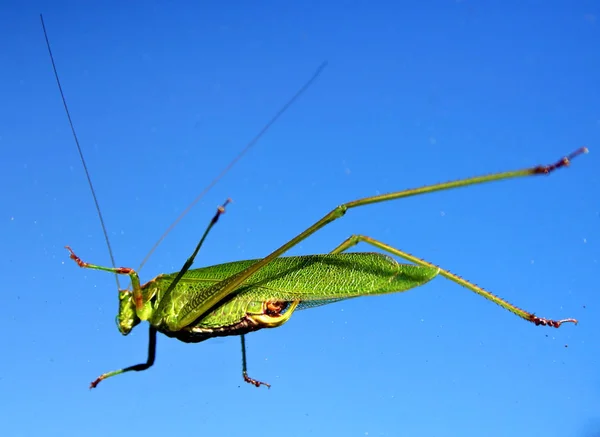 Lager bild av en gräshoppa med en blå bakgrund — Stockfoto