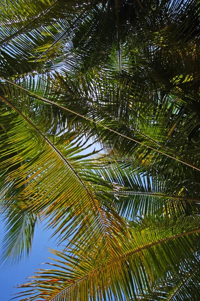 Doctor 's Cave Beach, Montego Bay, Jamaica — Fotografia de Stock