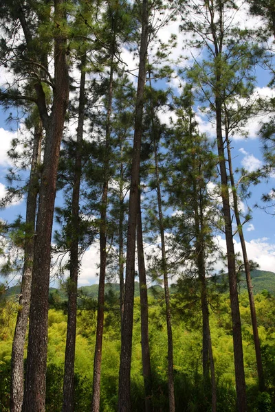 Plantação de Croydon, Jamaica — Fotografia de Stock