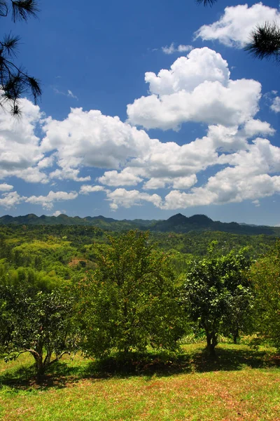 Croydon Plantation, Jamaica — Stock Photo, Image