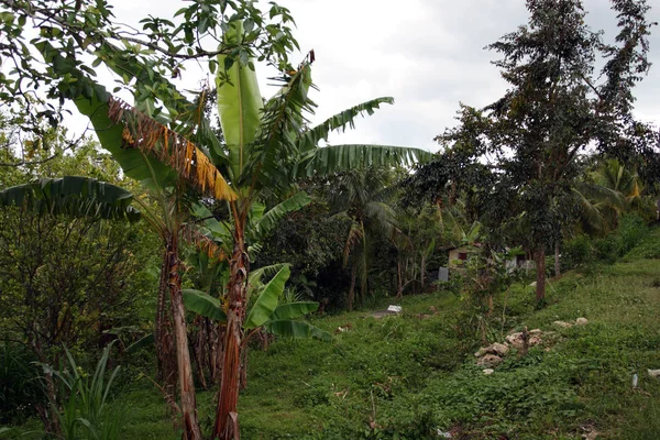 Plantação de Croydon, Jamaica — Fotografia de Stock