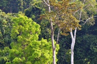 Langkawi Adası, Malezya