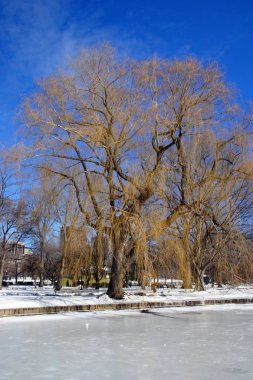 Boston kış stok görüntü