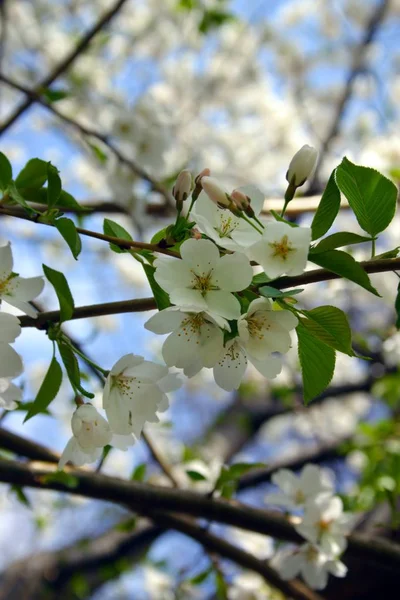 Cherry Blossom em Boston Public Garden durante a primavera — Fotografia de Stock