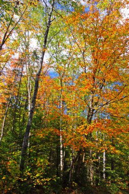 Sonbaharda yapraklar, Vermont, ABD