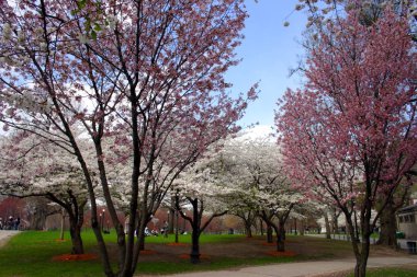 Boston halk bahçesinde bahar sırasında kiraz çiçeği