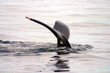 Kuyruk yüzgeci gri balina Atlantik