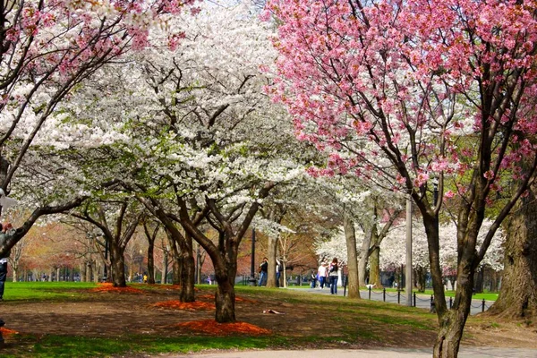 Kirschblüte im öffentlichen Garten von Boston im Frühling — Stockfoto