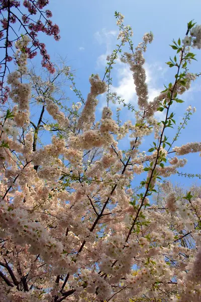 春の間にボストン パブリック ガーデンの桜 — ストック写真