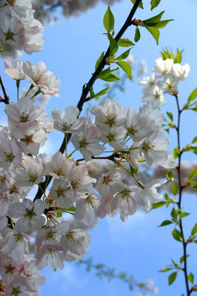 Fleur de cerisier au Boston Public Garden au printemps — Photo