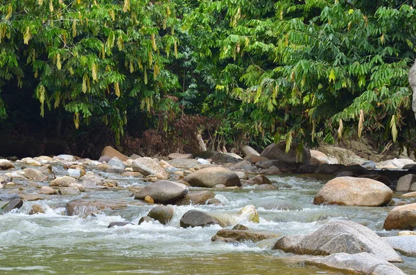 Janda Baik nehir, Malezya — Stok fotoğraf