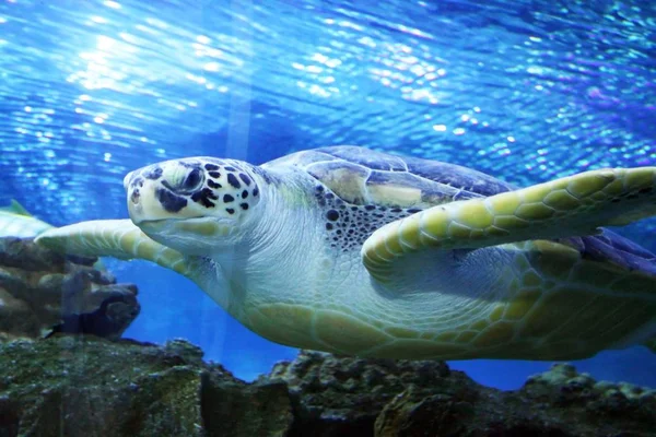 Groene zeeschildpad zwemmen — Stockfoto