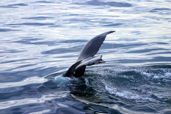 Aleta de cola de ballena gris en el Atlántico — Foto de Stock