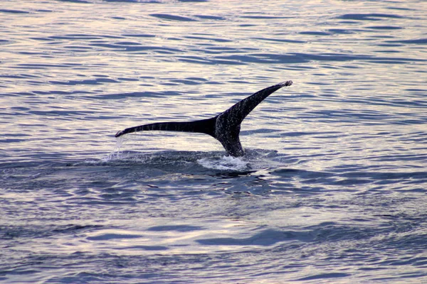 Barbatana de cauda de uma baleia cinzenta no Atlântico — Fotografia de Stock