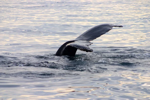 Aleta de cola de ballena gris en el Atlántico —  Fotos de Stock