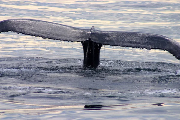 대서양에서 회색 고래의 꼬리 지 느 러 미 — 스톡 사진