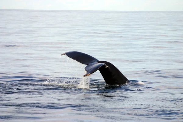 Aleta de cola de ballena gris en el Atlántico — Foto de Stock