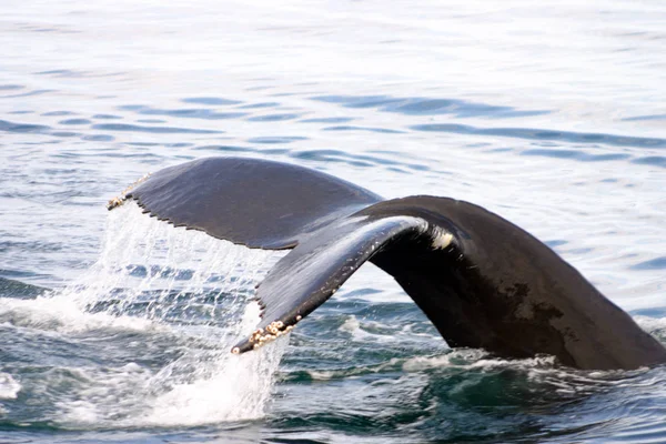 Aleta de cola de ballena gris en el Atlántico — Foto de Stock