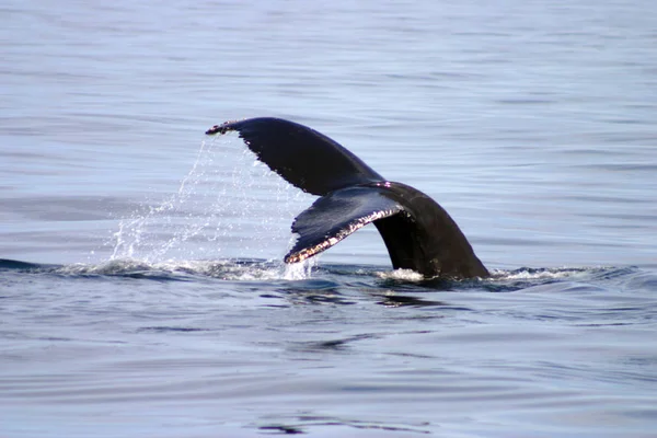 Ουραίου πτερυγίου μιας φάλαινας γκρι στον Ατλαντικό — Φωτογραφία Αρχείου