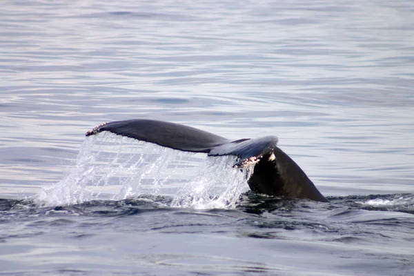 大西洋の灰色クジラの尾びれ — ストック写真