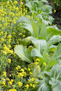 yoksulluk - fakir bir köy konut