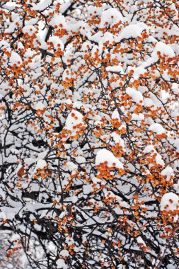 Boston kış stok görüntü