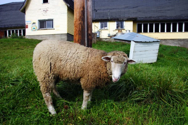 Овцы на лугу в горах — стоковое фото