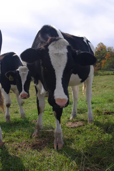 Imagen de la vaca lechera en Vermont, EE.UU. —  Fotos de Stock